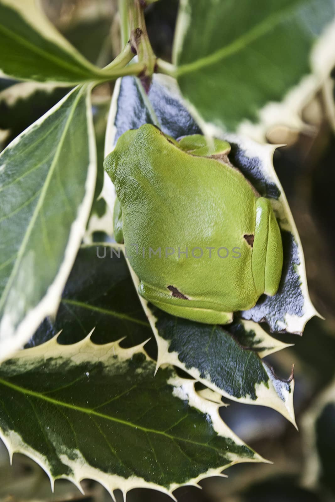 Green tree frog amphibian called on a white background