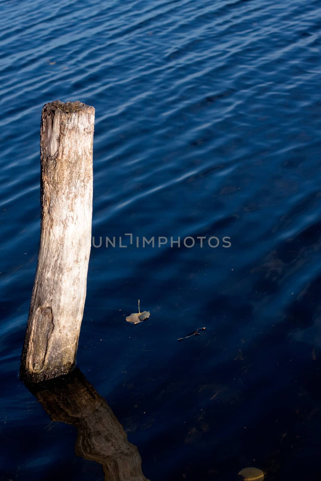 A wood and leaves in dark blue water
