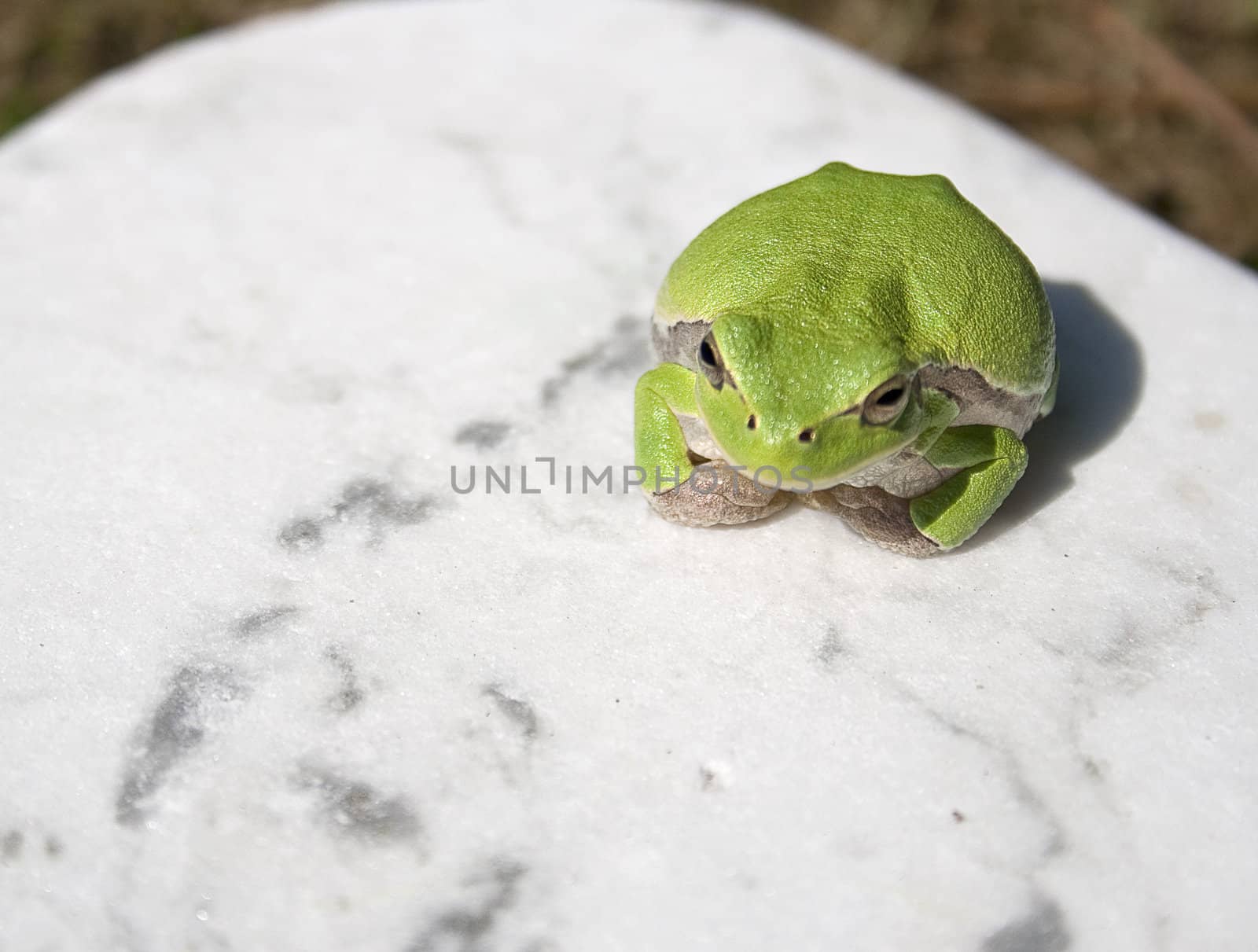 Green tree frog amphibian called on a white background