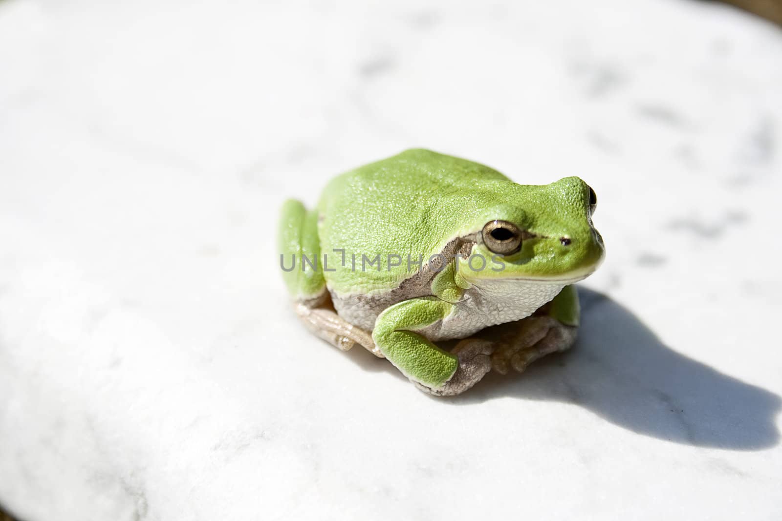 Green tree frog amphibian called on a white background