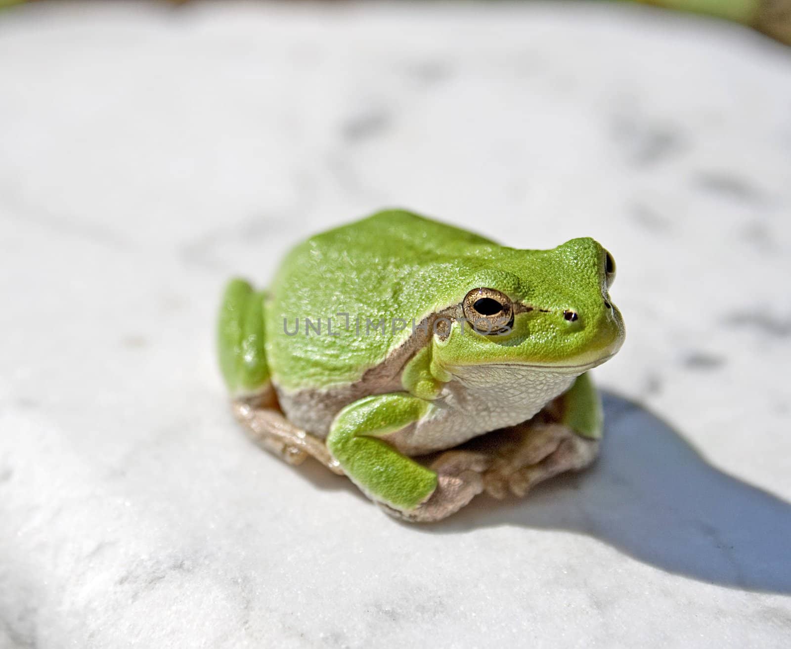 Green tree frog amphibian called on a white background
