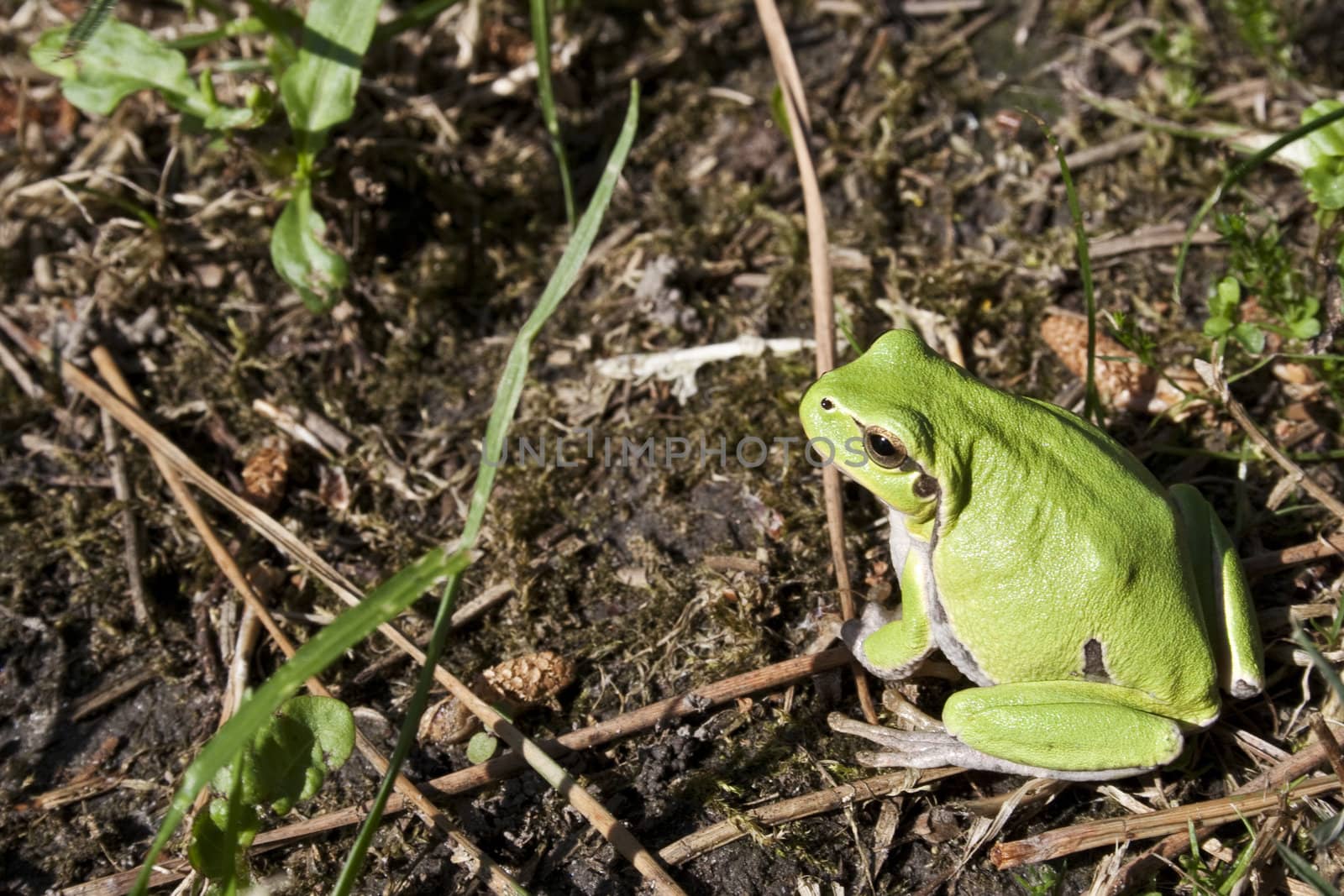 Green tree frog amphibian called on a white background