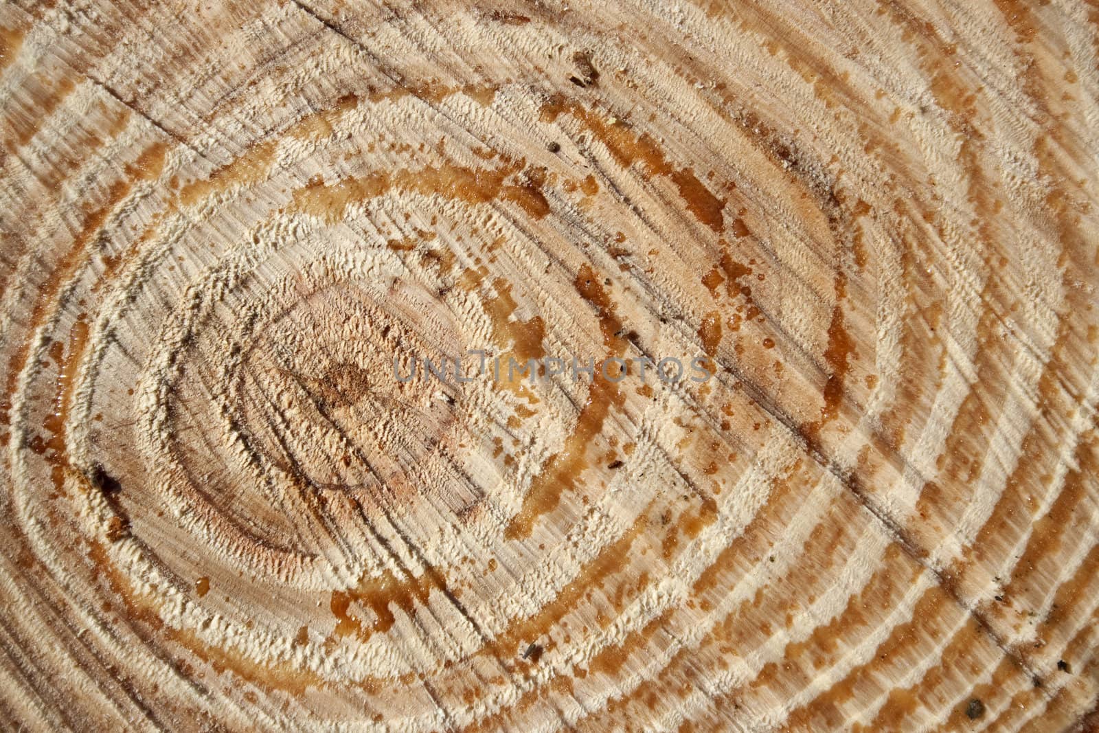 Texture of marine pine tree cut,wiew of circular rings