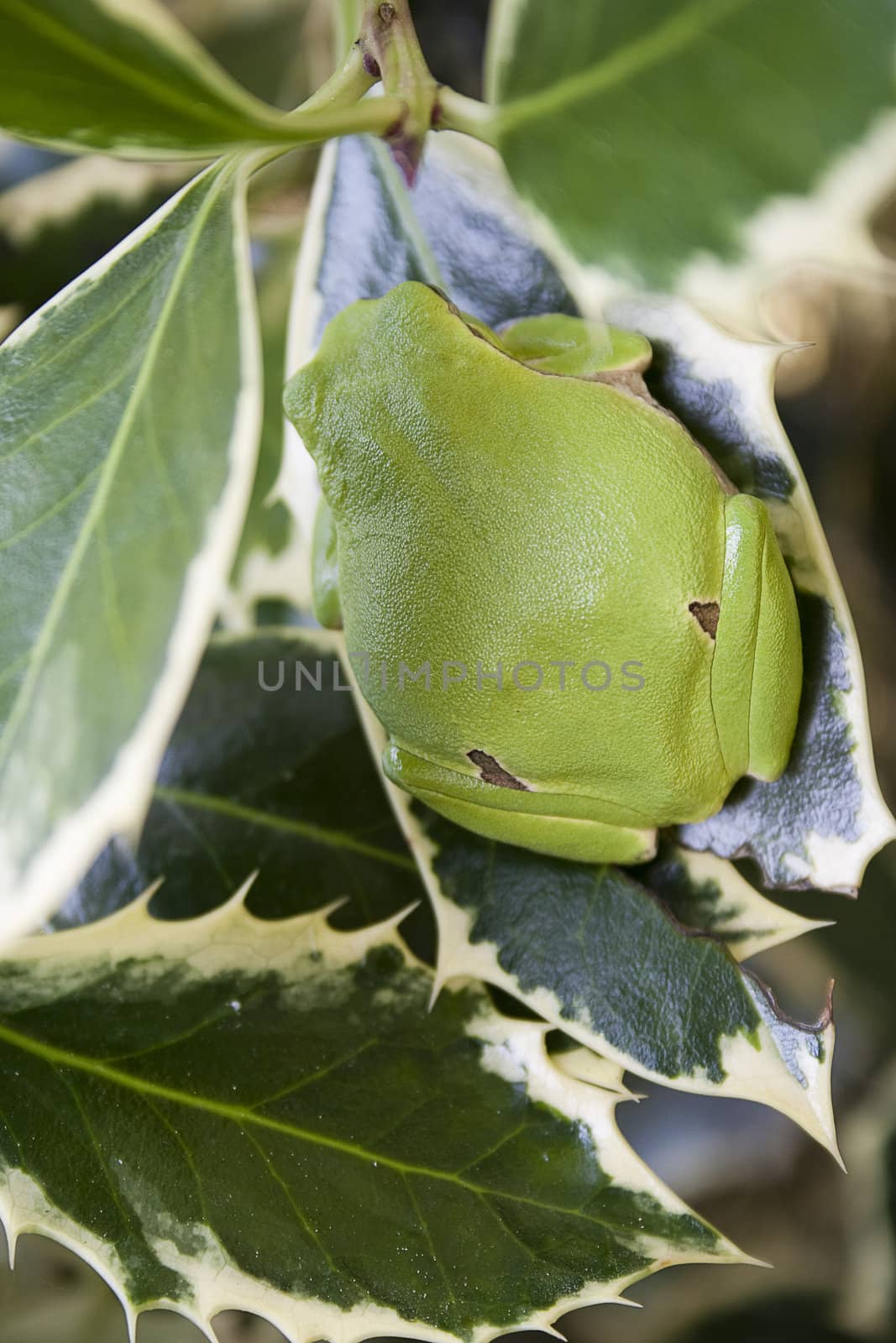 Green tree frog amphibian called on a white background