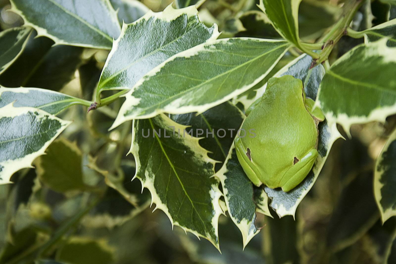 Green tree frog amphibian called on a white background