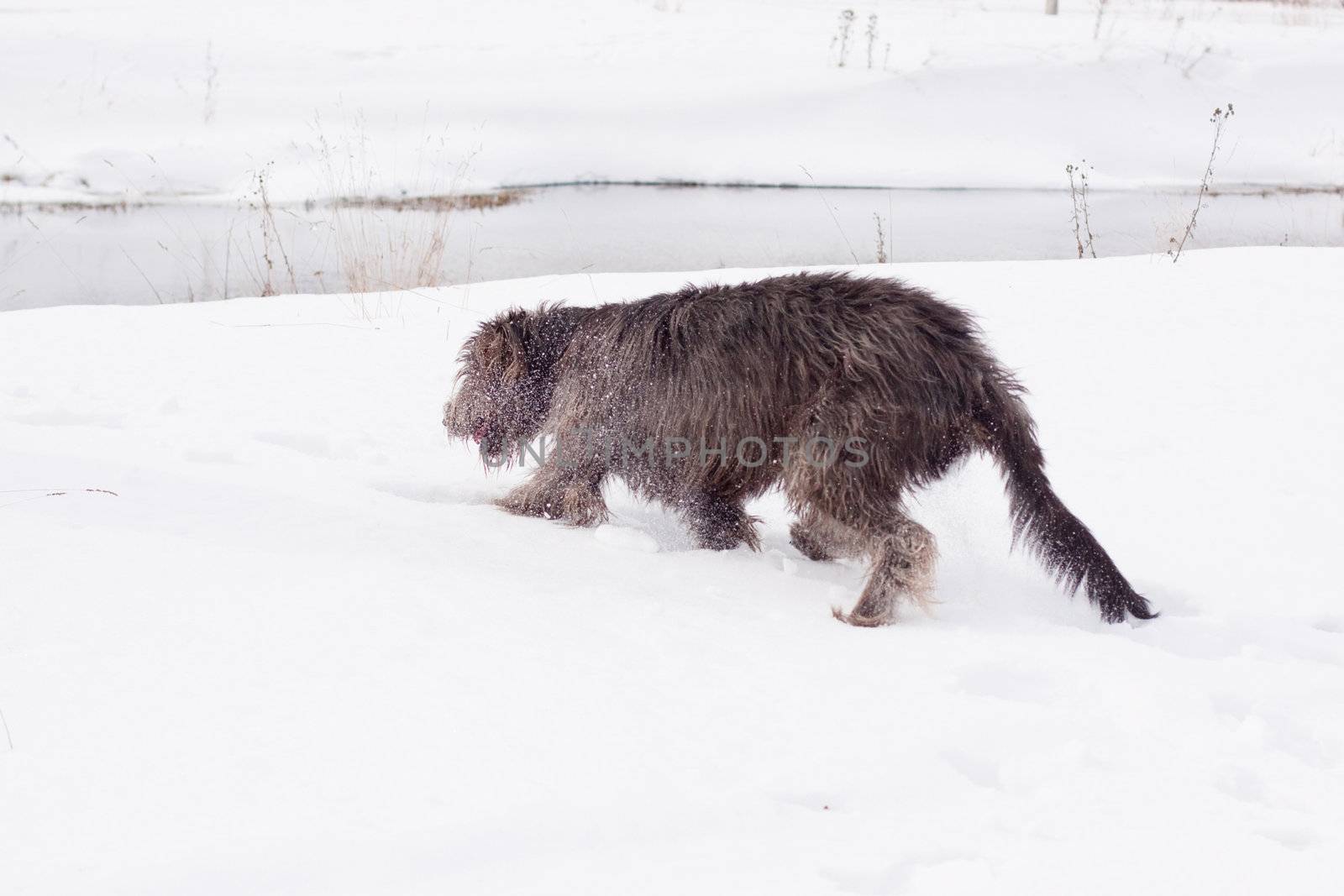 An Irish wolfhound on a snow-covered field

