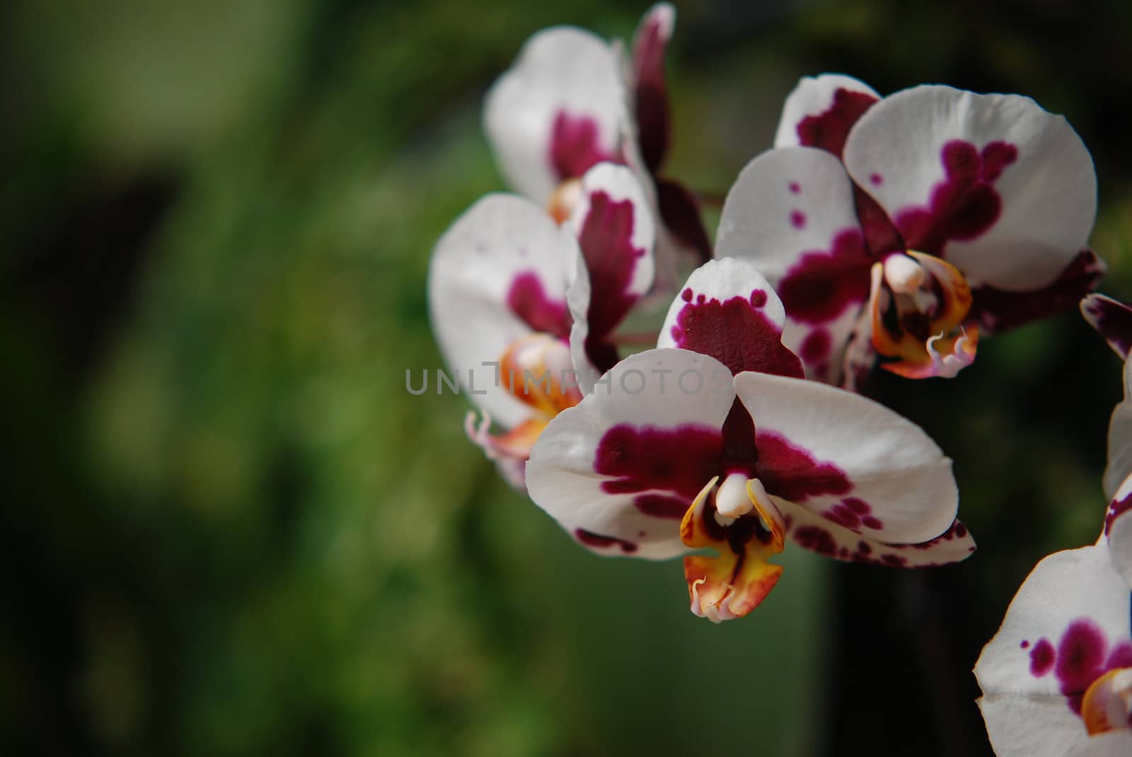 A small  orchid flower .