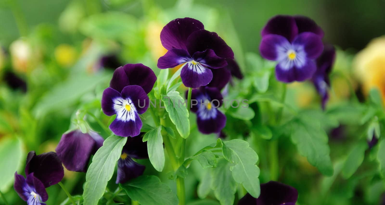 Purple Pansies also known as Viola Tricolor surrounded by greenery