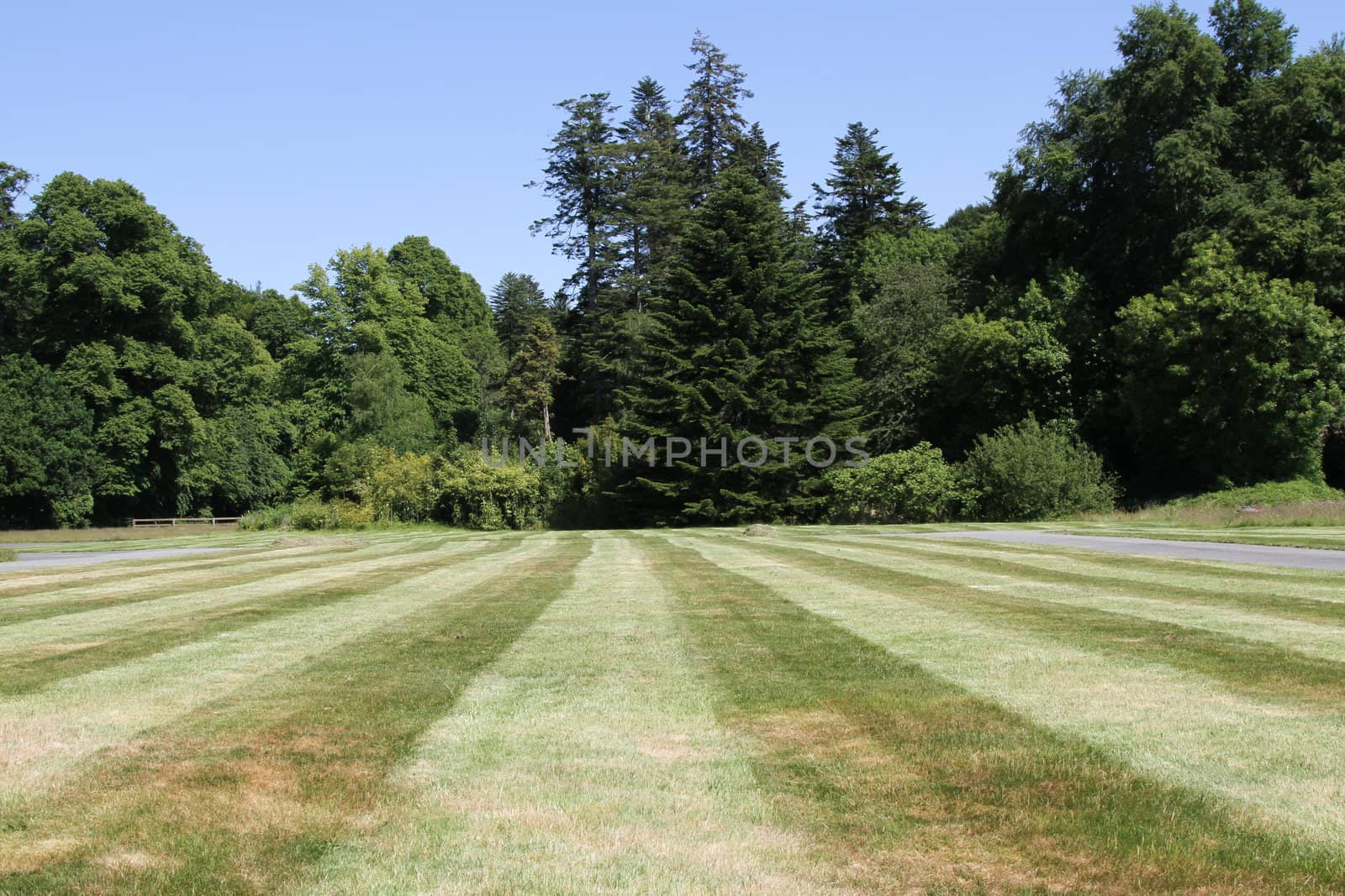 Cut grass with line patterns backed with trees and blue sky.