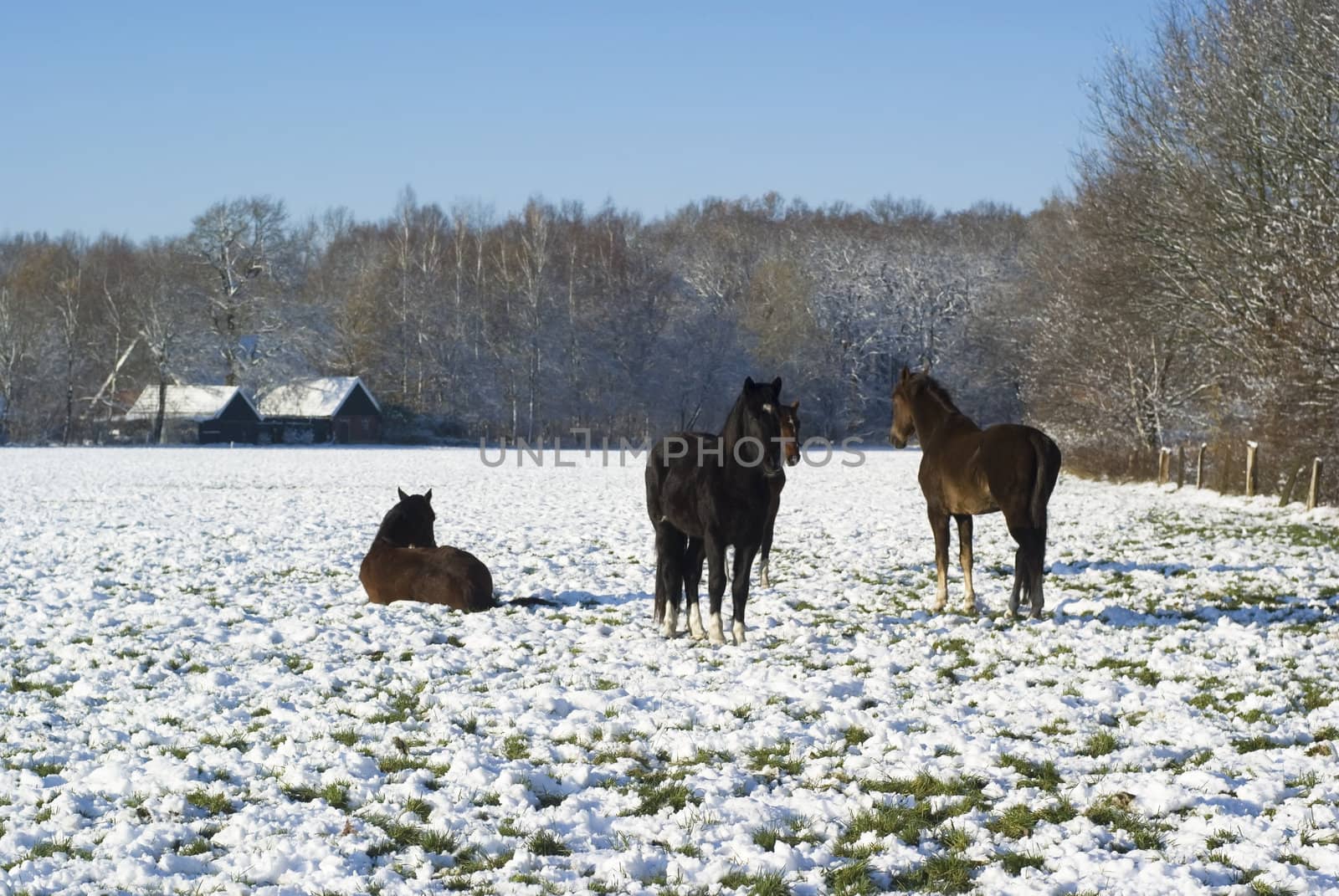 Couple of horses standing in a snowy meadow.