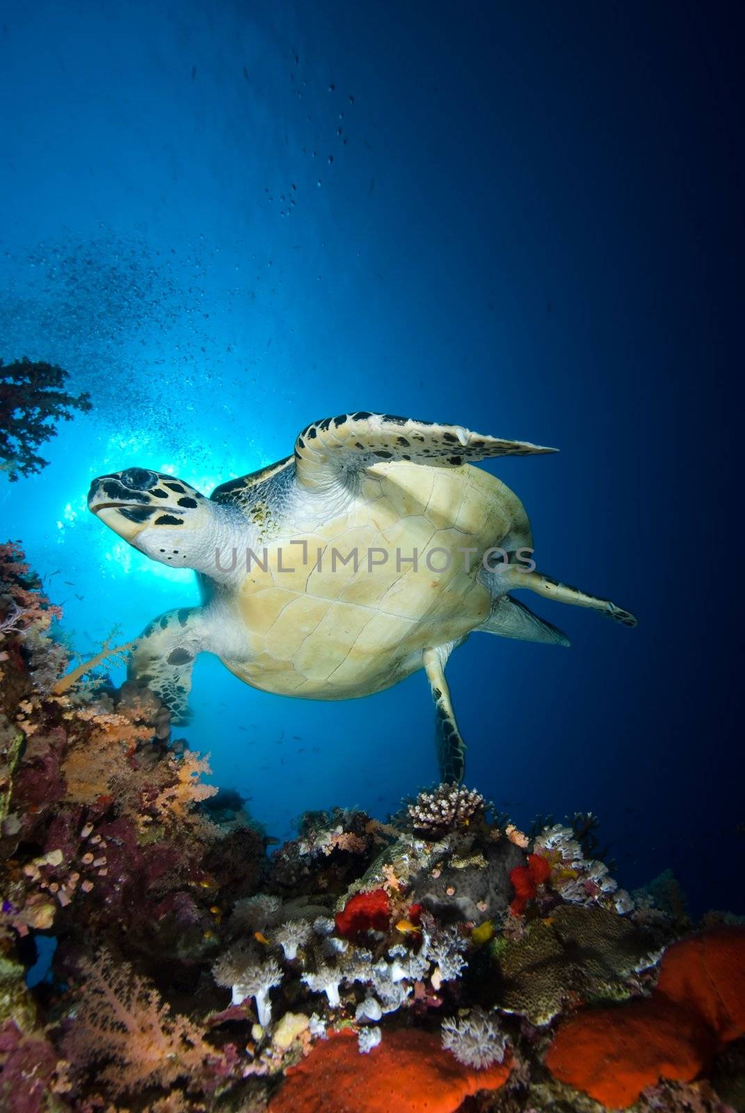 Hawksbill turtle (eretmochelys imbricata), endangered, swimming over the coral reef in the early morning. Red Sea, Egypt.