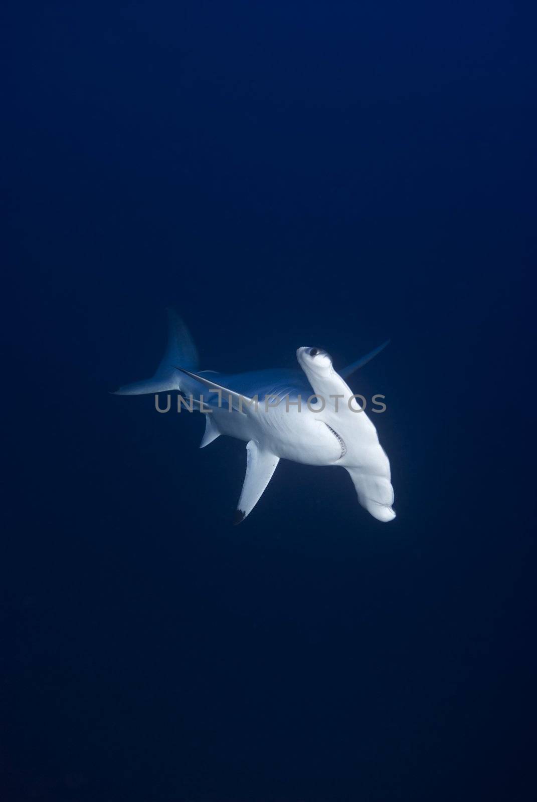 Front view of a Hammerhead shark by markdoherty