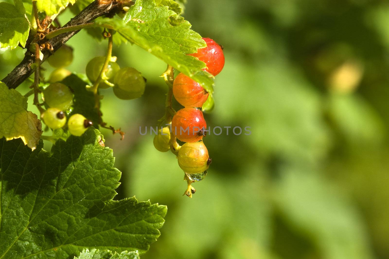 Cluster of a red currant with drops of dew against greens