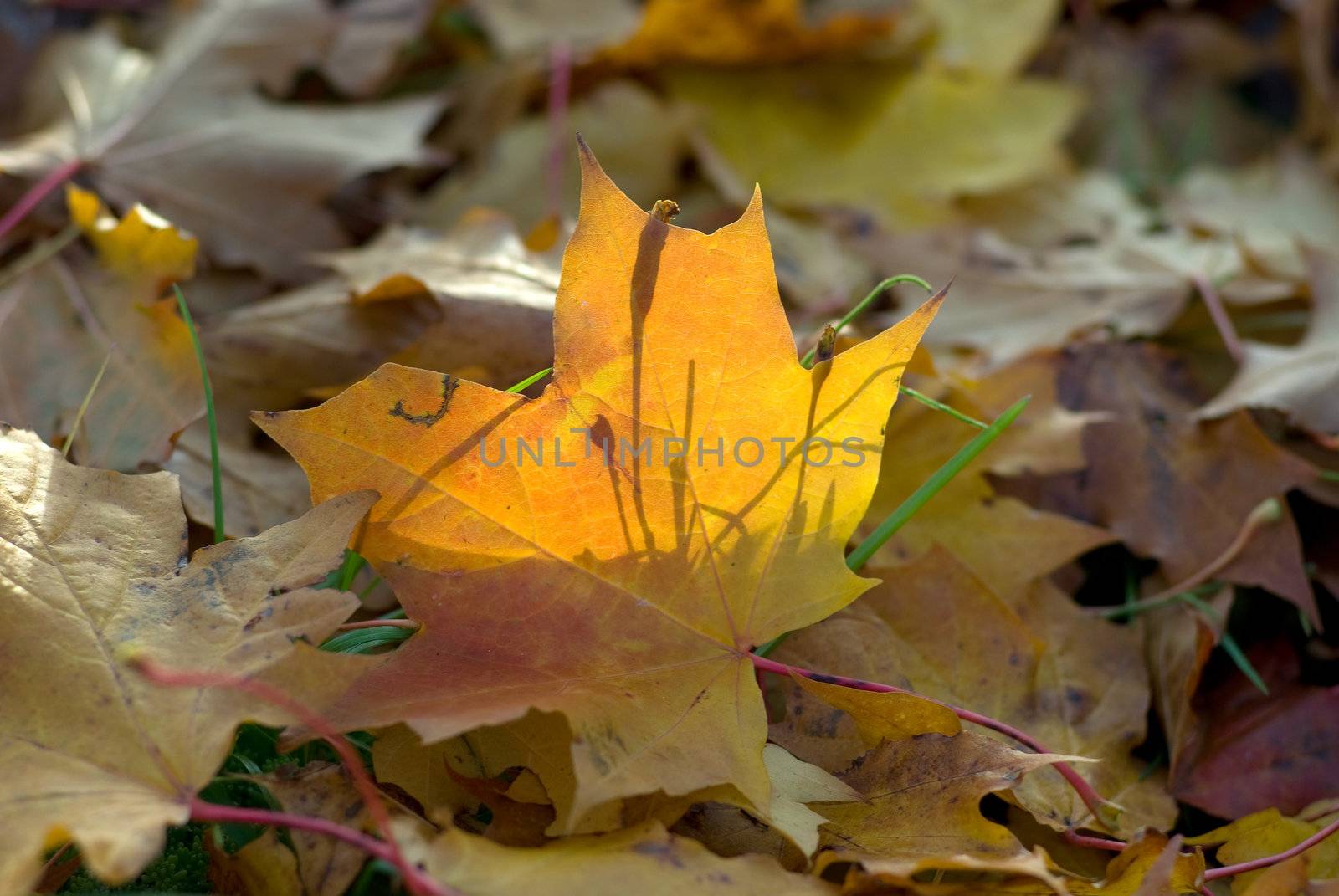 The fallen down yellow maple leaves, in beams of the evening sun