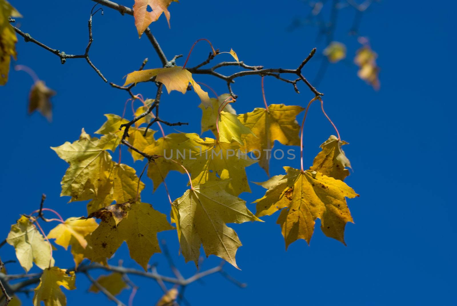 Yellow maple leaves against the blue sky