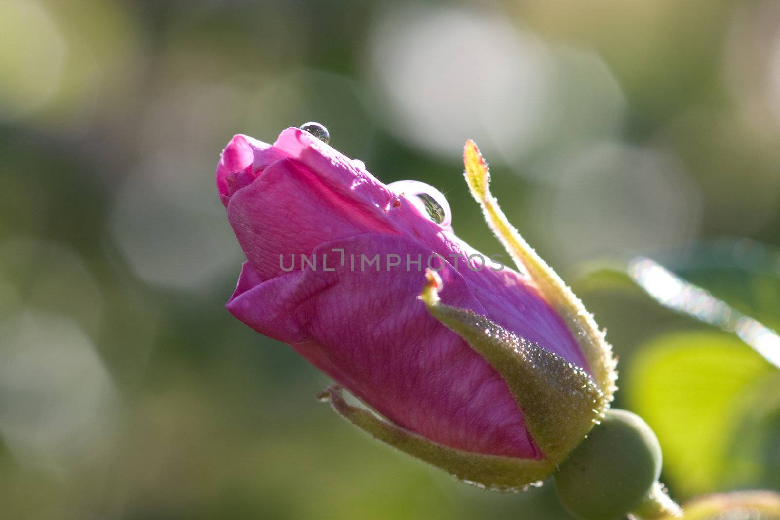 Bud of a rose with drops