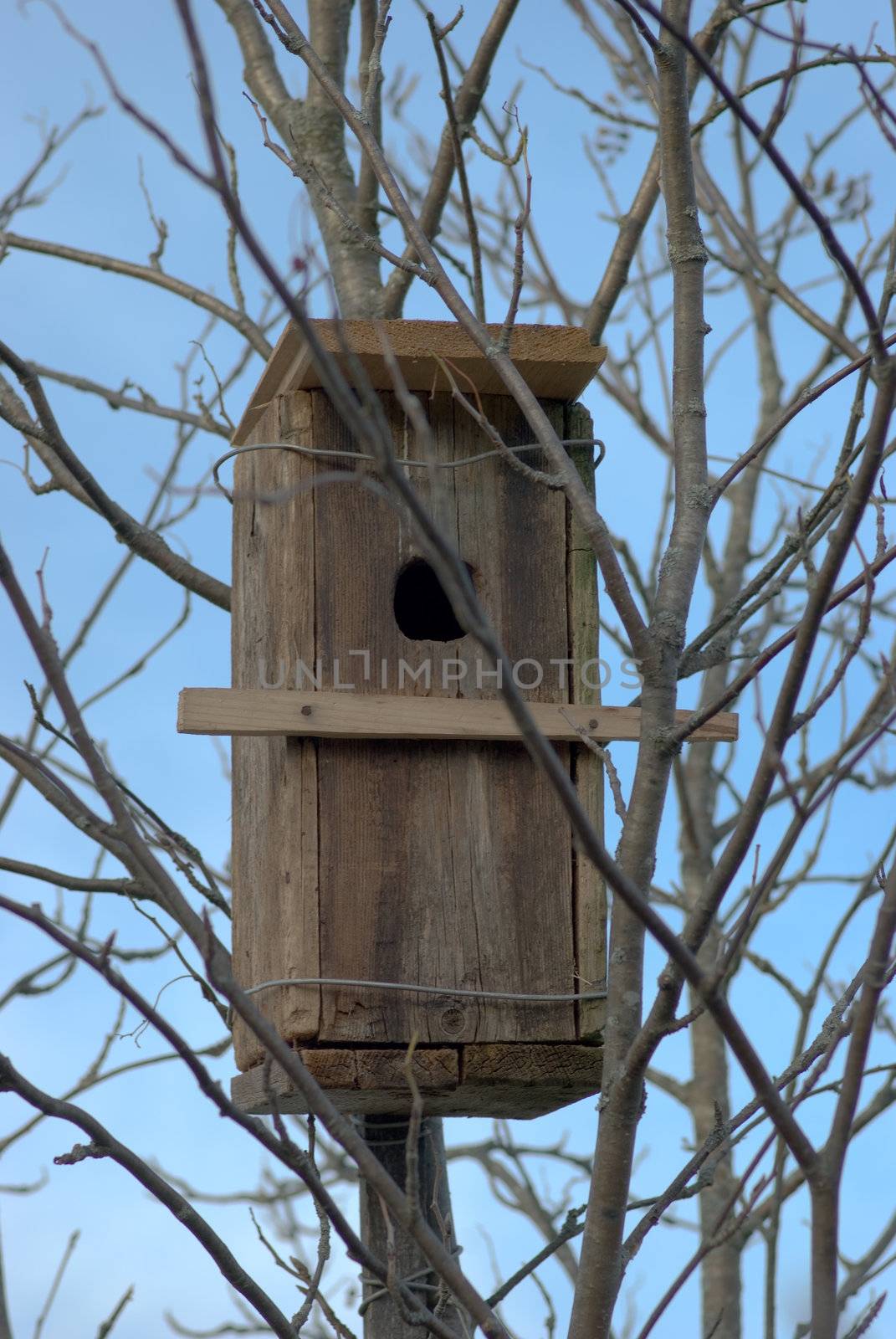 Starling nest by kromeshnik