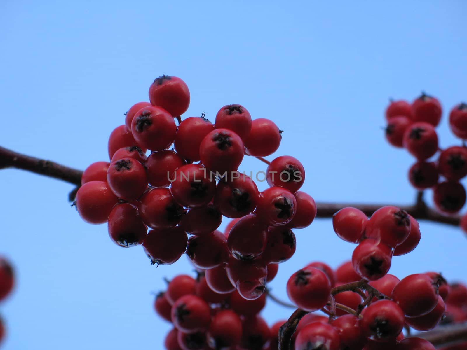 red berries in a tree by mmm