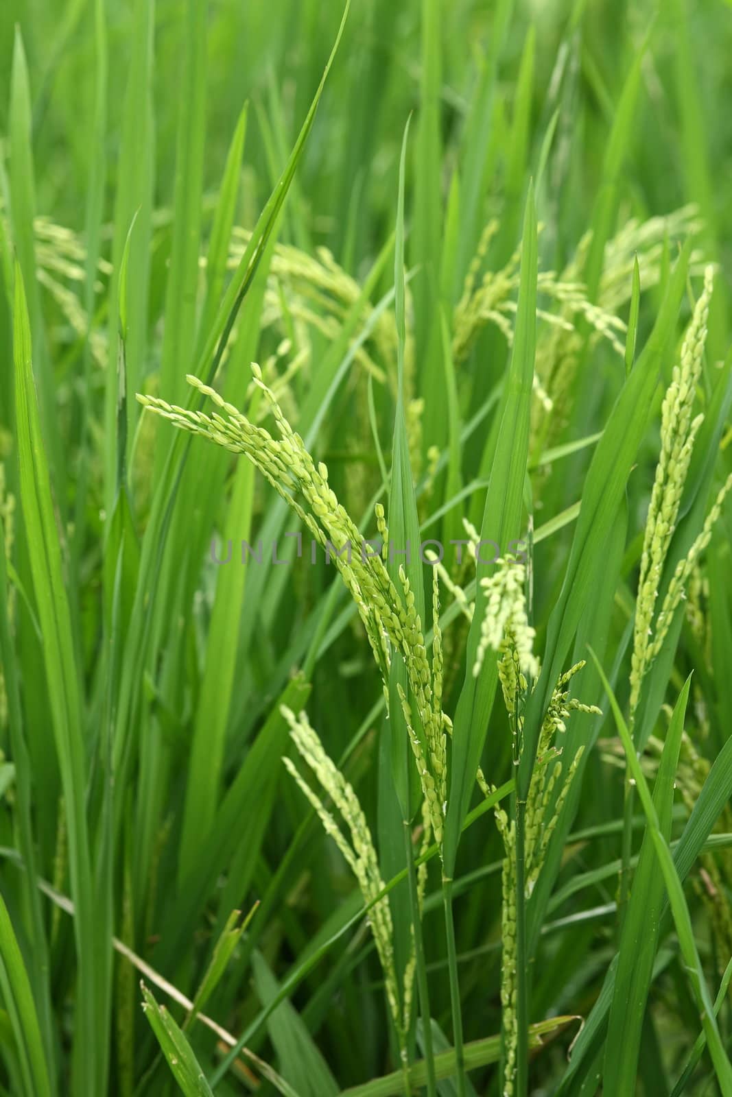 paddy rice