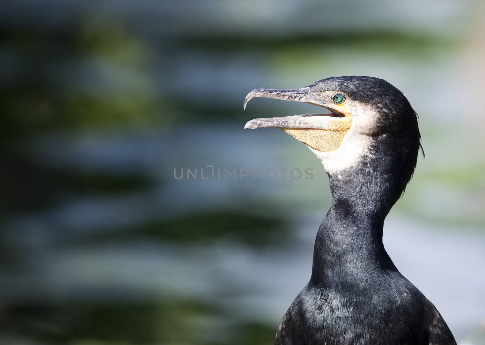 An image of a beautiful cormorant bird