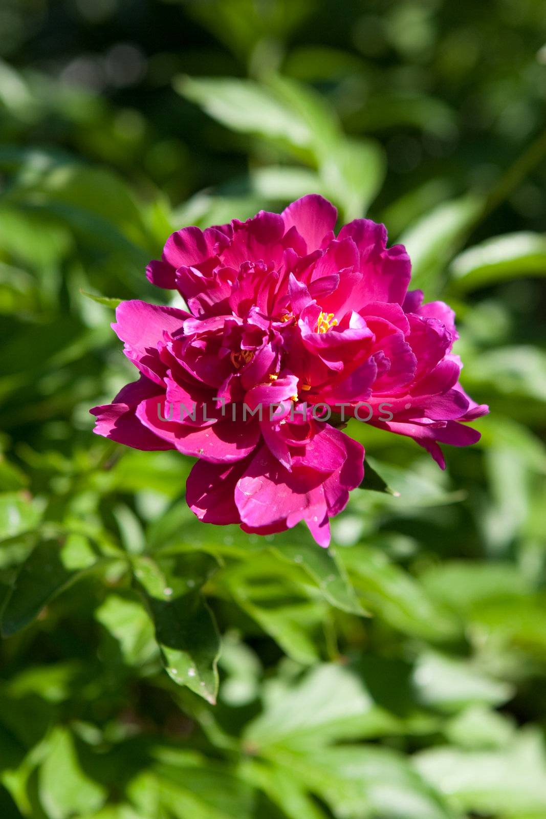 a flower of peony