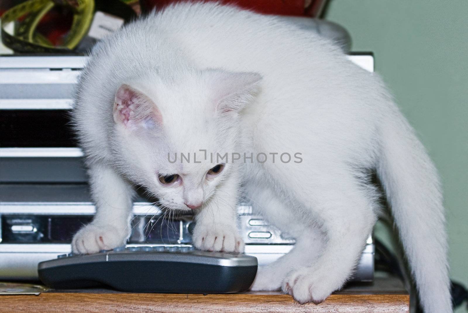 Little white, six weeks old kitten playing with remote control 