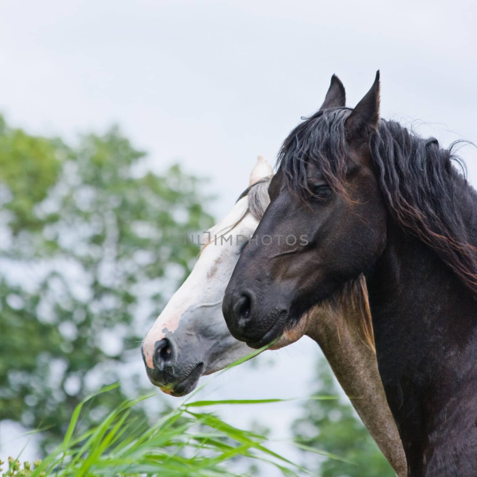 Head of brown and white horse - square image