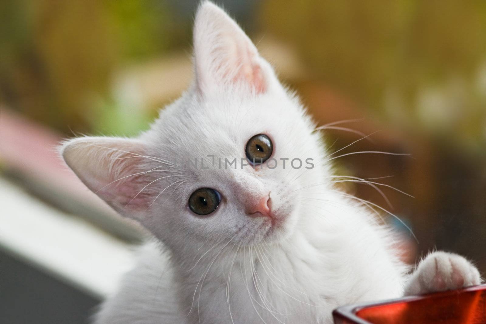 Little white, six weeks old kitten playing 