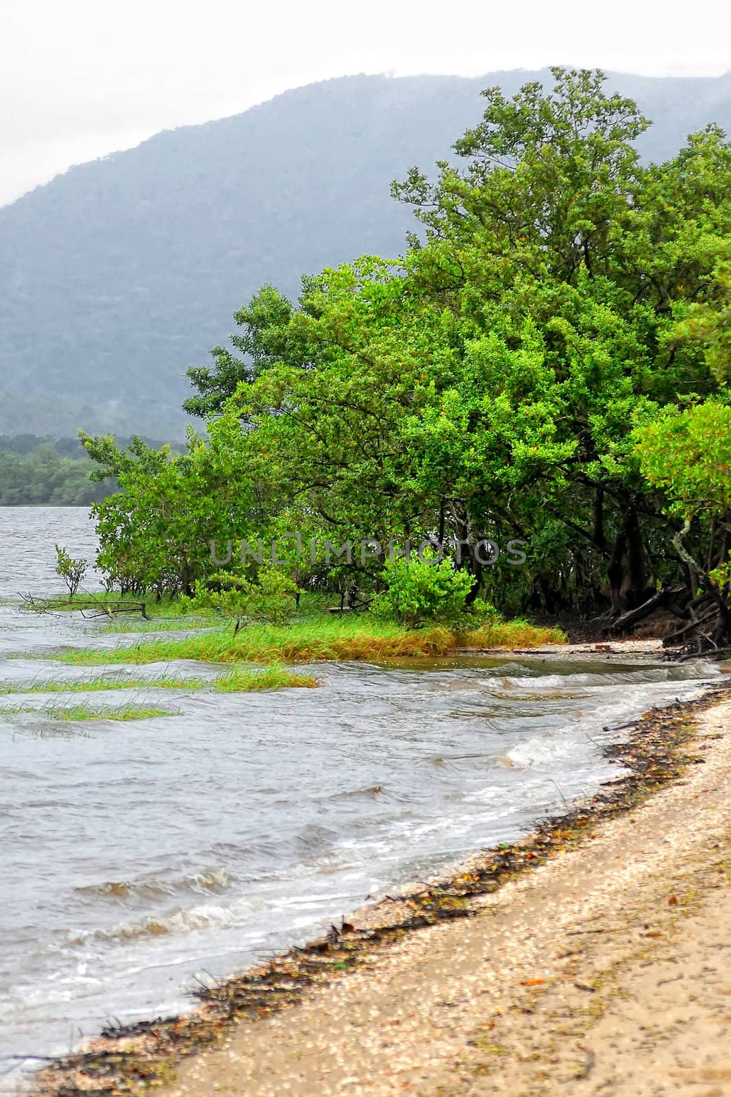 Mangrove is a vegetation of some estuarine beaches, typical in tropical and subtropical climates