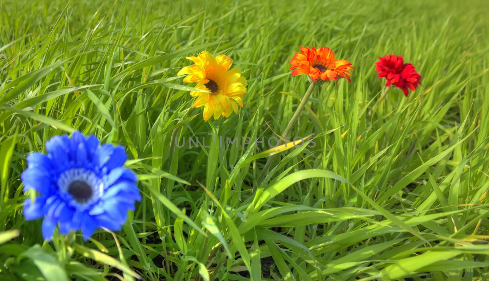 Blue, yellow, orange and red flower in geen meadow