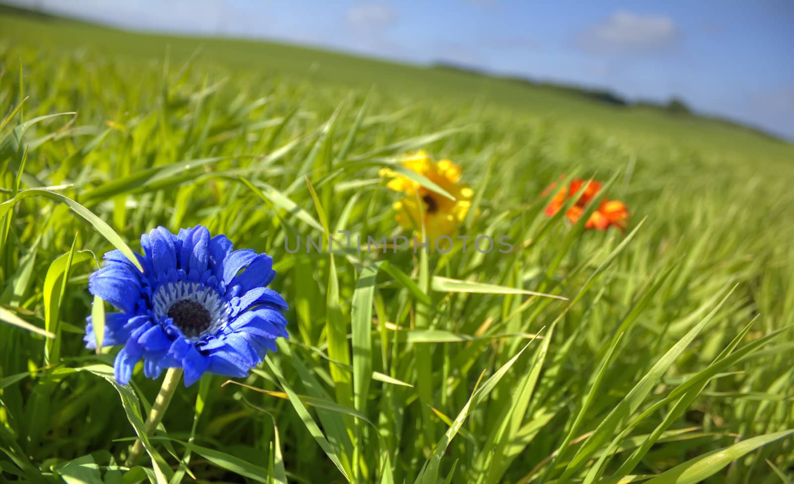 Blue, yellow,  and red flower in geen meadow