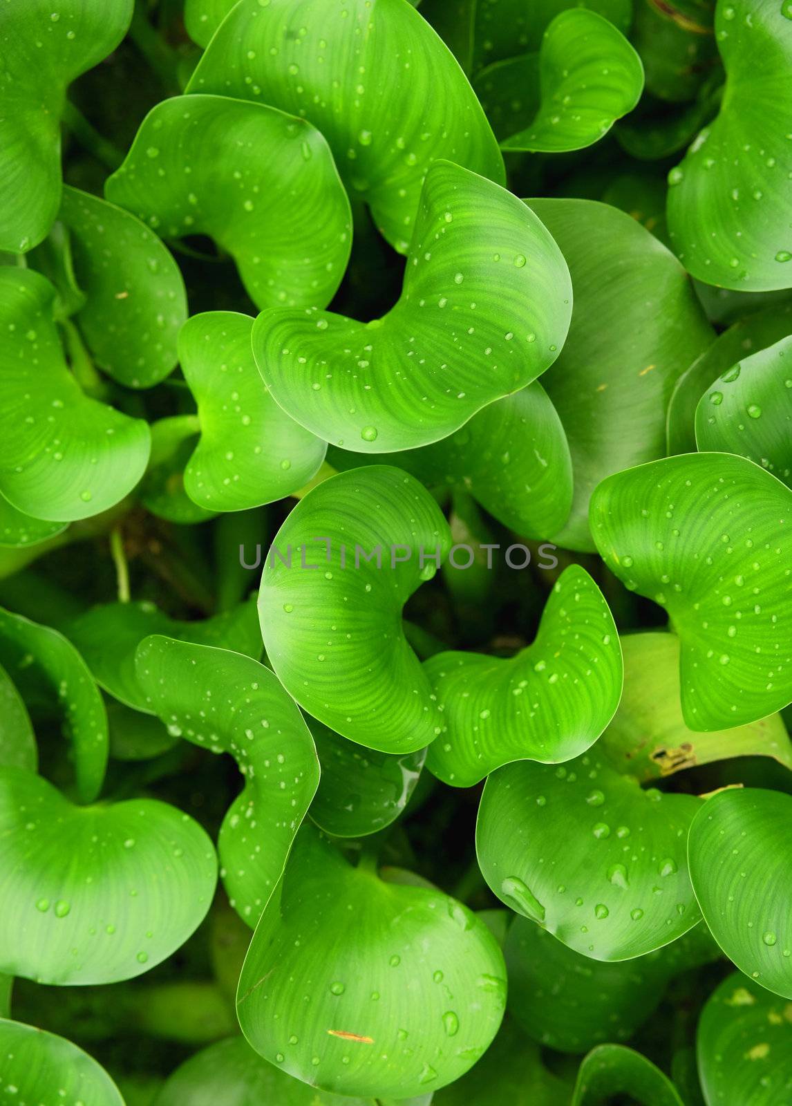 green plants background