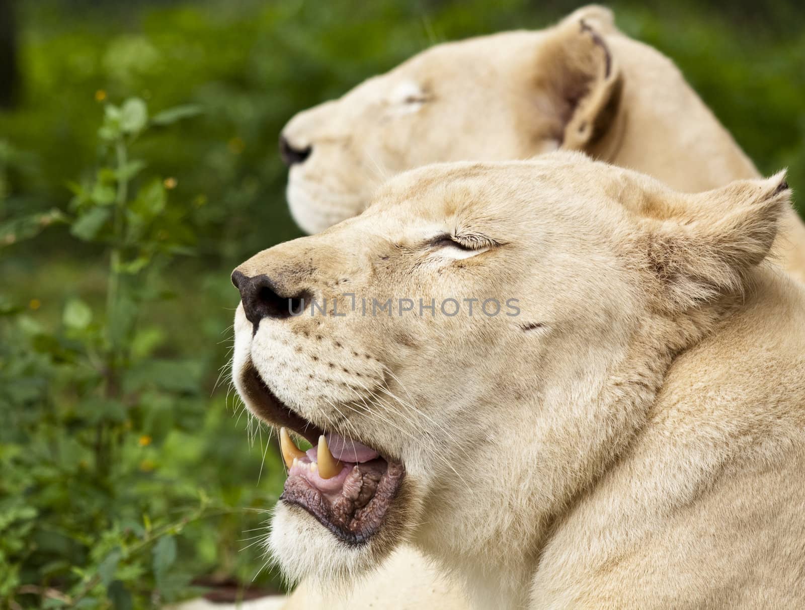 Resting Lioness by ChrisAlleaume