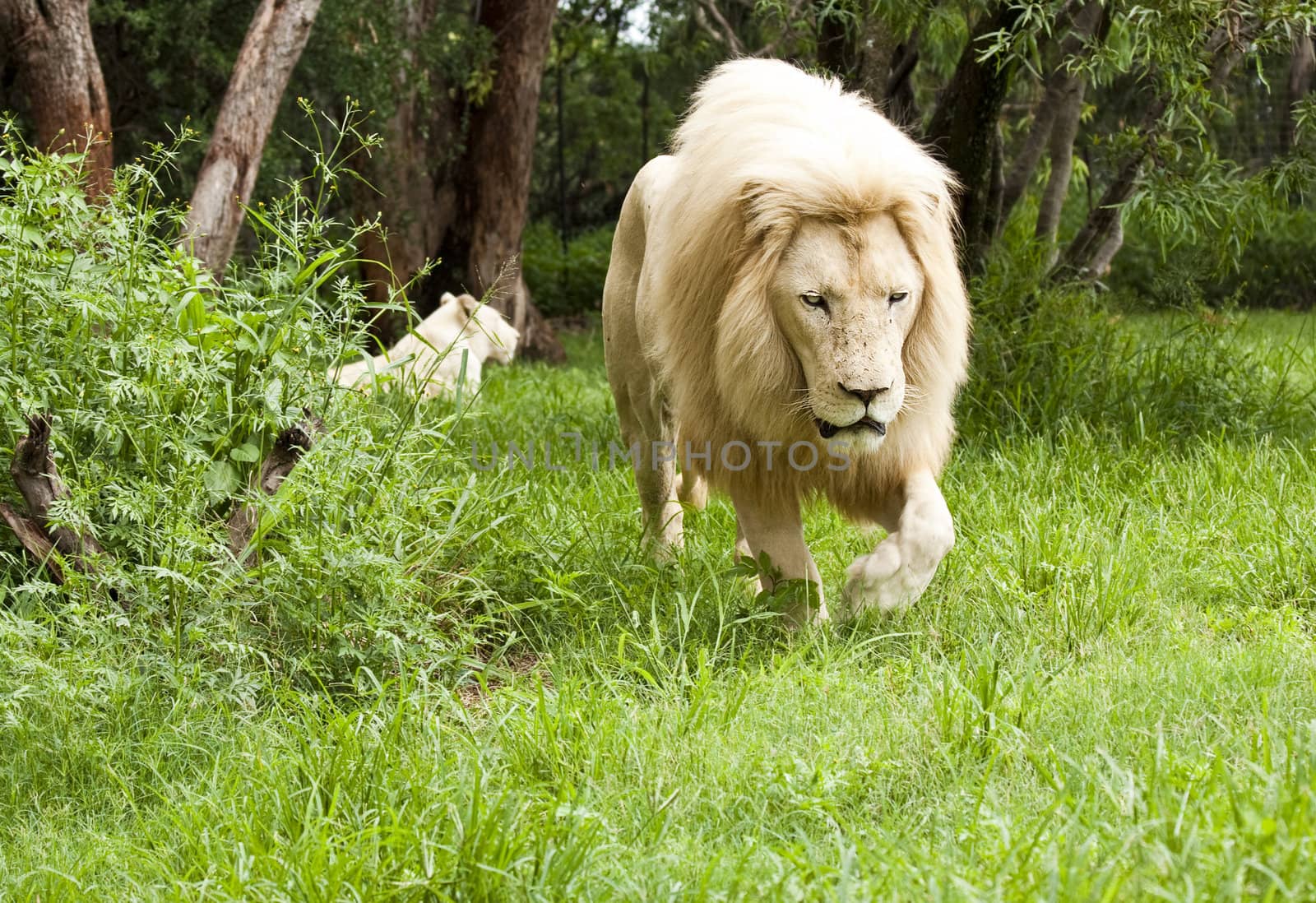 Young Walking Lion by ChrisAlleaume