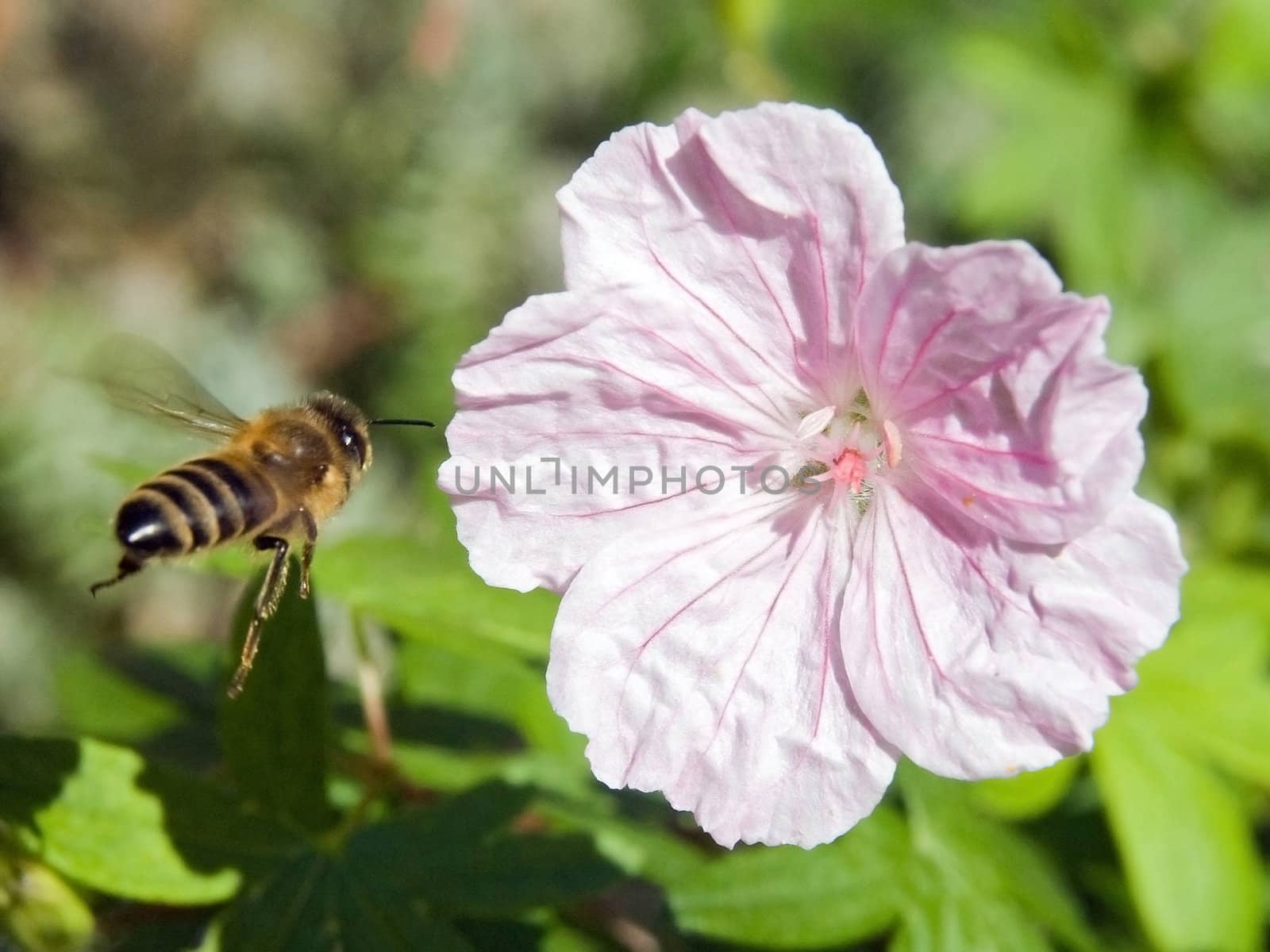 Flying Bee and flower by milkovasa