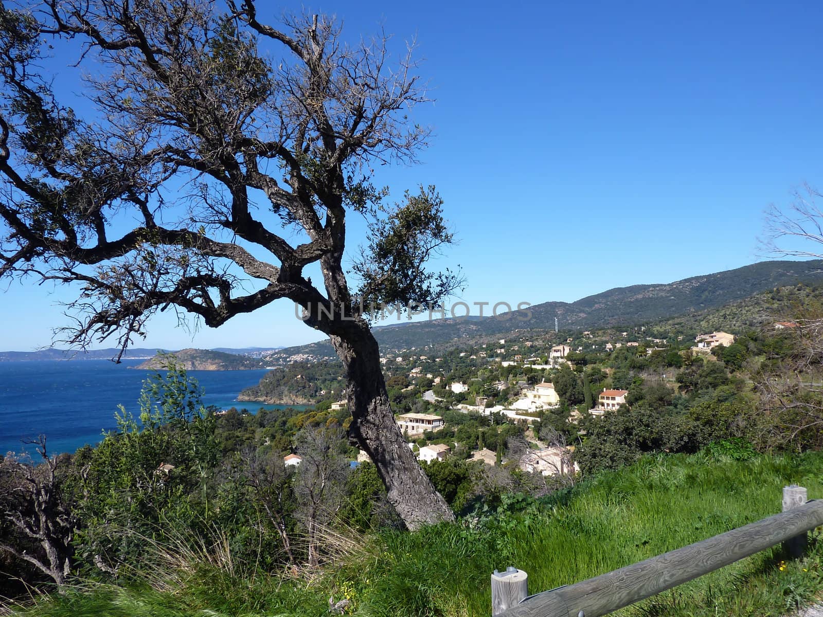 Bended tree in front of a beautiful view upon the mediterranean sea and some vegetation and house on the coastline, south of France