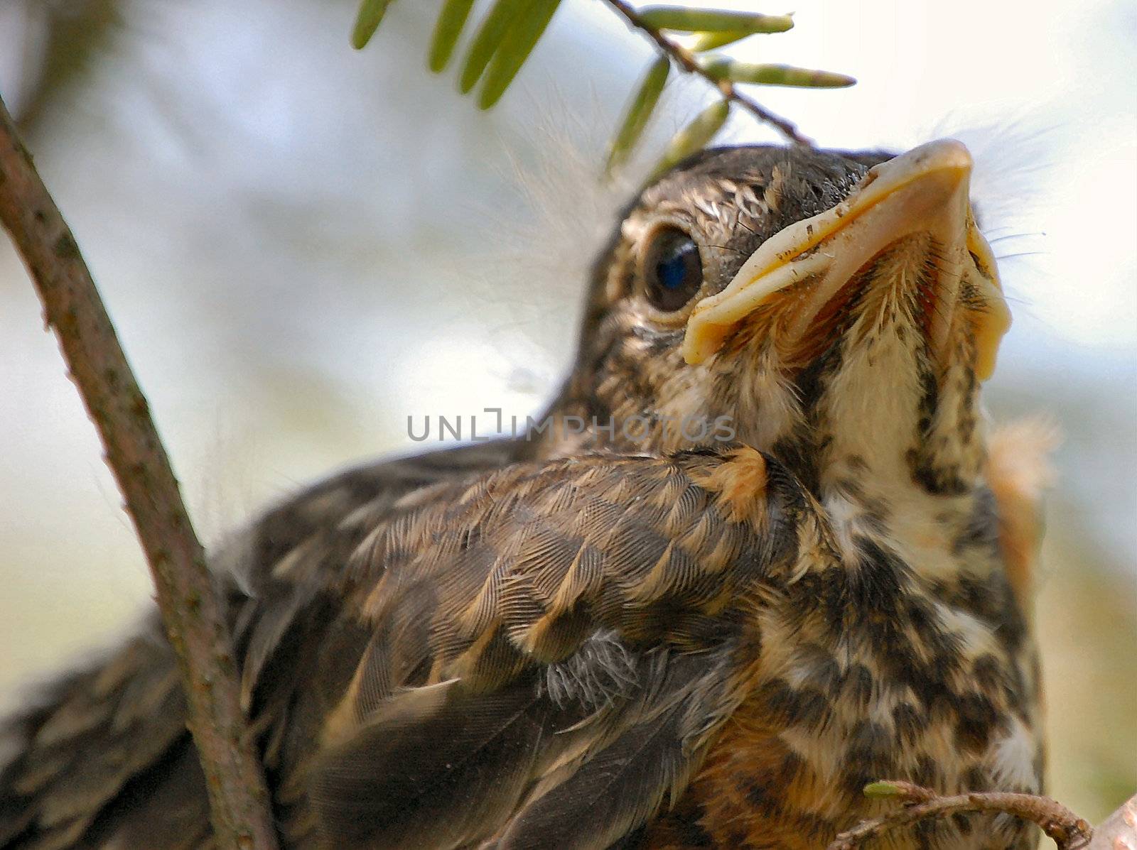 Baby Robin Waits for Food by RefocusPhoto