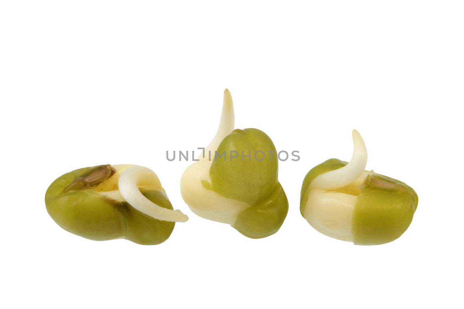 three seeds of mung been sprouting, isolated with clipping path on white