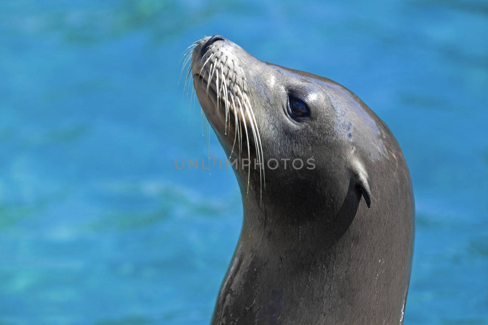 Portrait of a Californian Sea lion in the water