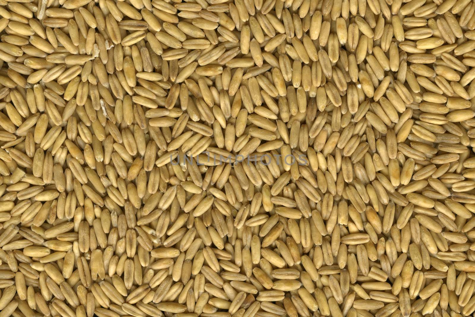 macro shot of oats (whole groats) background