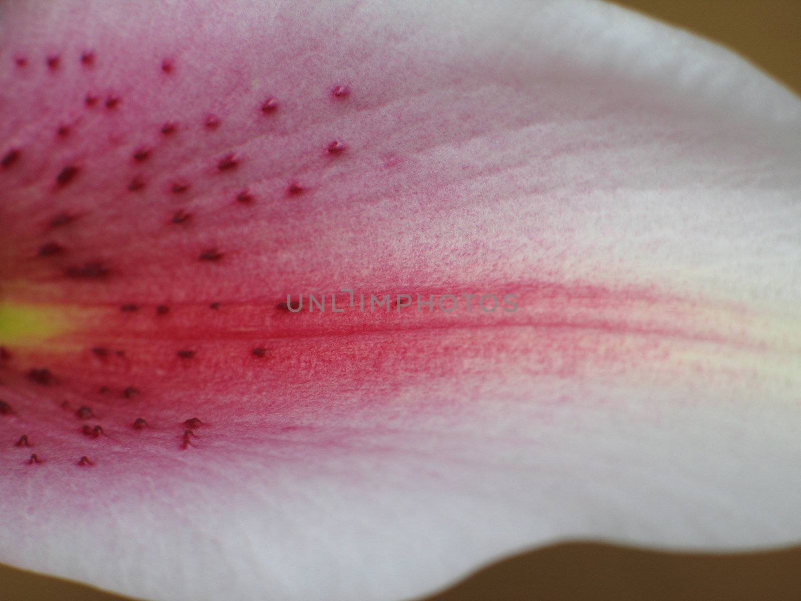 pink flower close-up by mmm