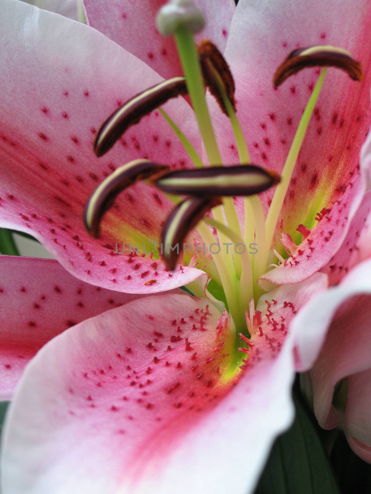 pink flower close-up