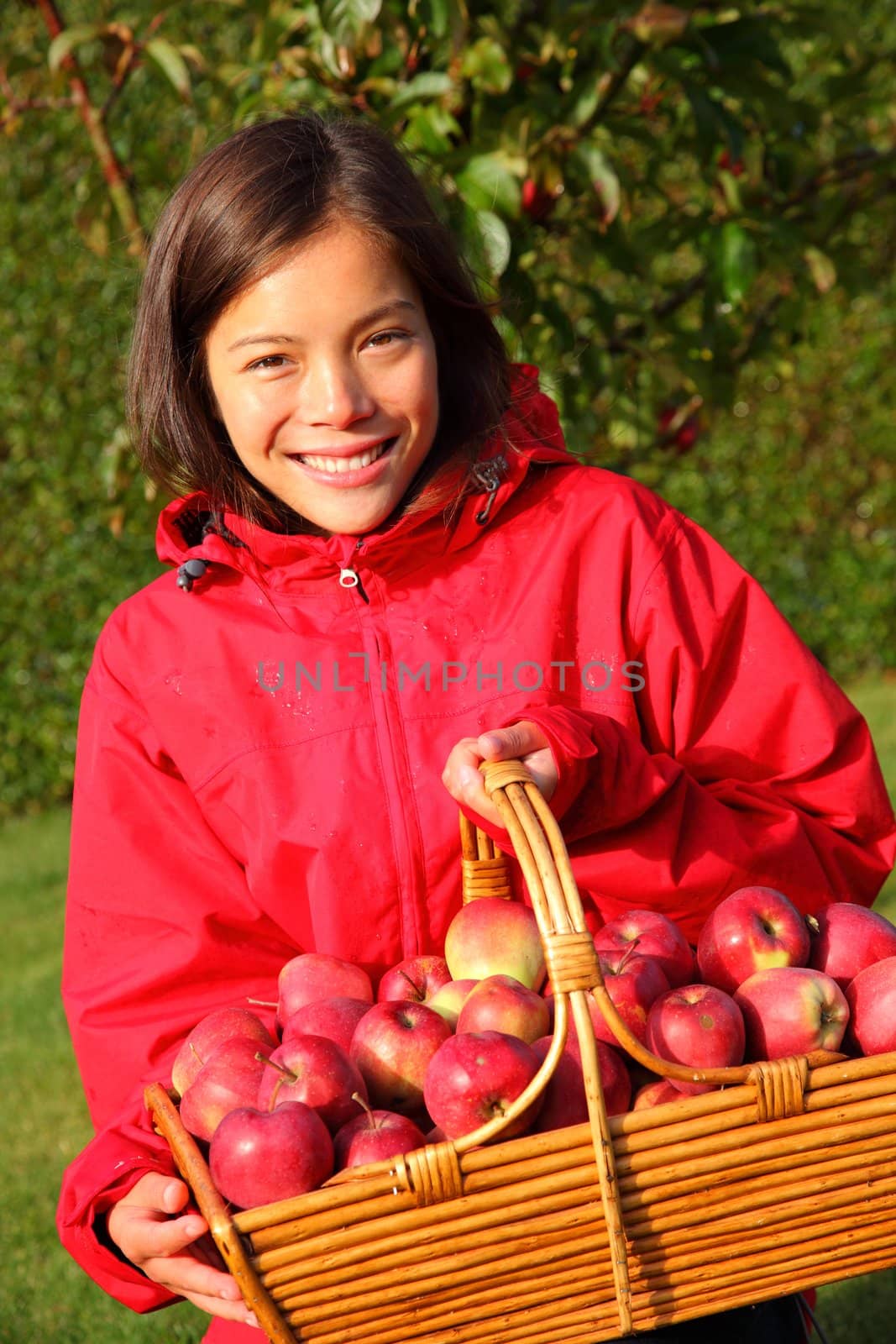 Apple picking in the fall - beautiful girl with basket full of red apples.
