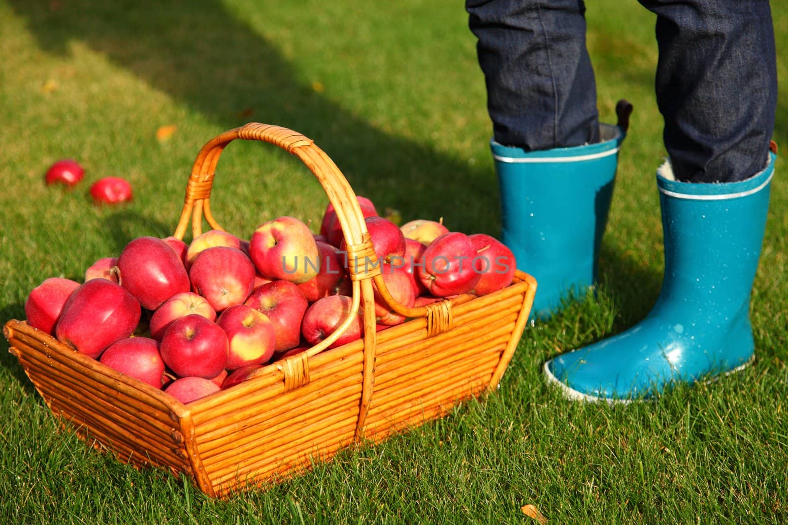 Autumn concept. Apples in basket and blue rain boots.