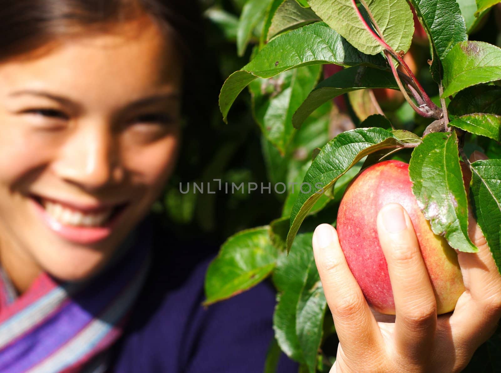 Autumn woman picking apple from tree. Shallow depth of field, focus on the apple.