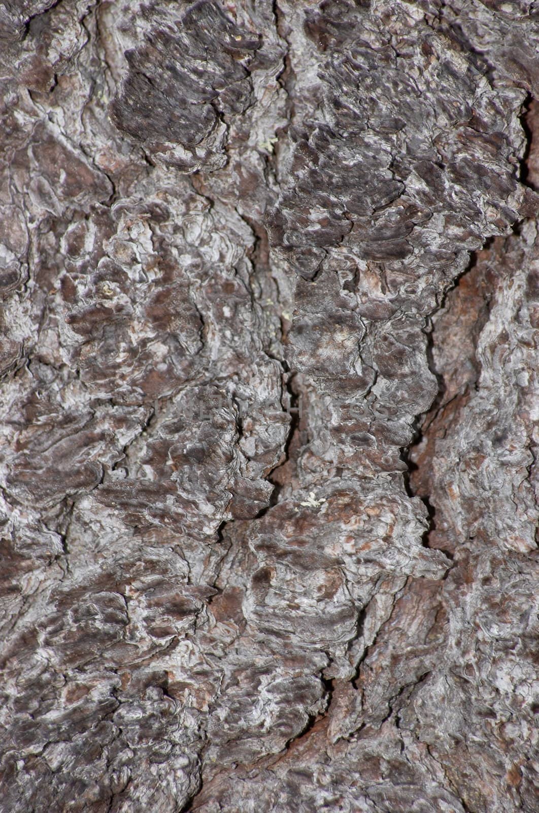 The connatural texture representing a cortex of a coniferous tree