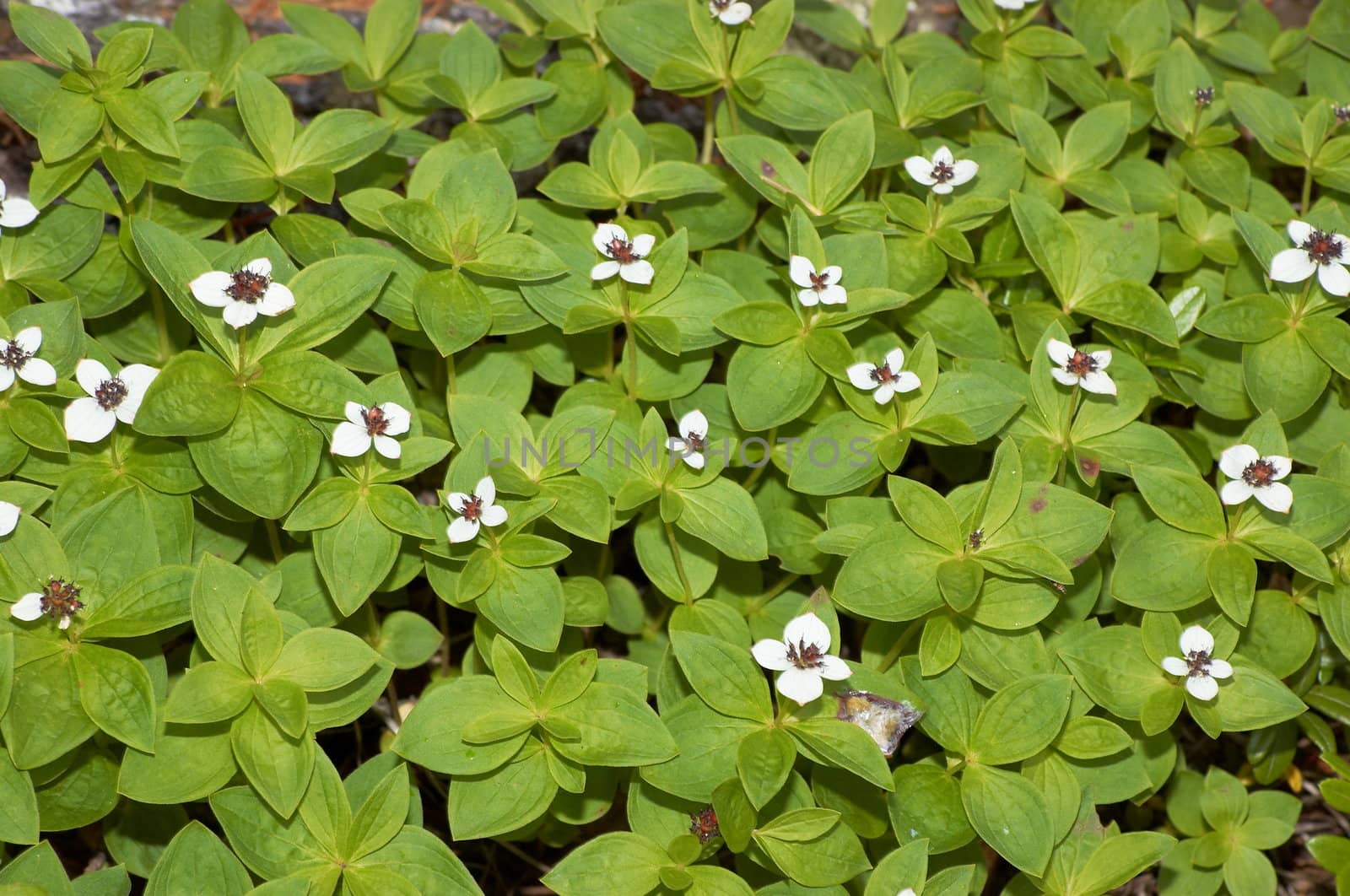 The texture representing a layer of small foliaceous plants