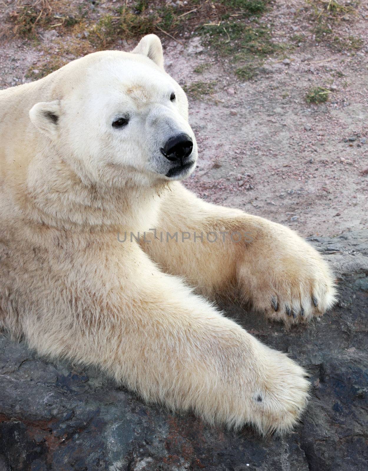 polar white bear by lanalanglois