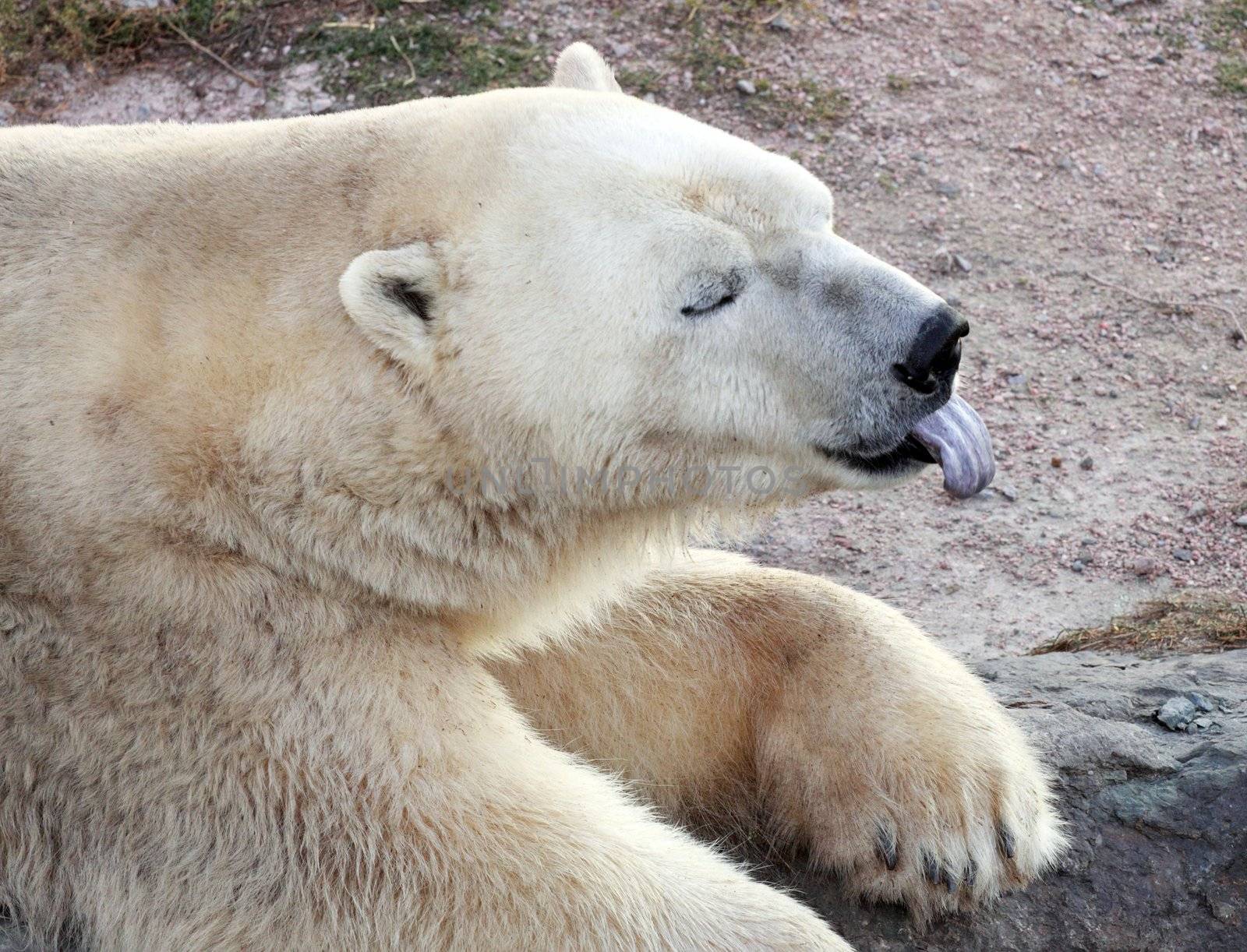 polar white bear in hot weather