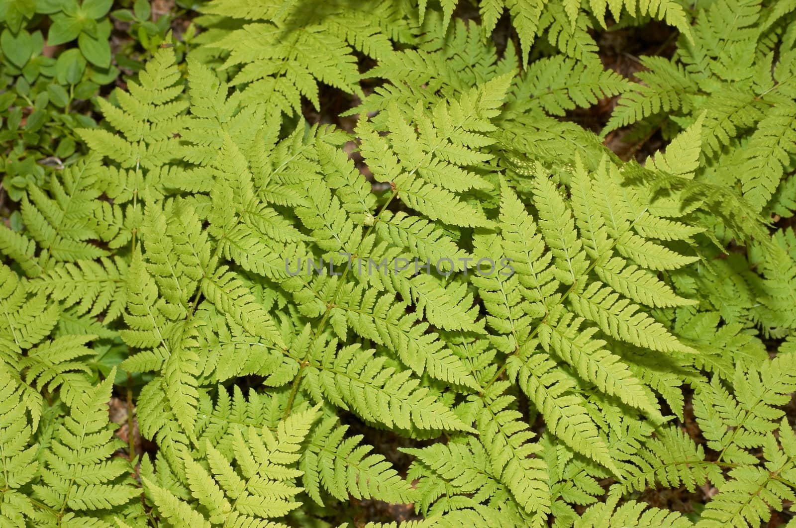 The texture representing green leaves of a fern